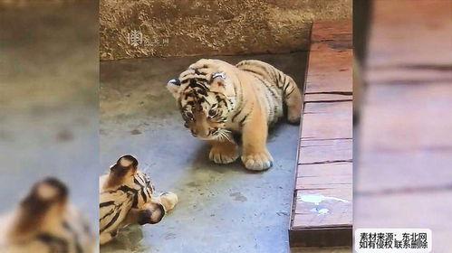 老虎打架吃瓜图片,围观老虎激战，吃瓜群众围观盛况