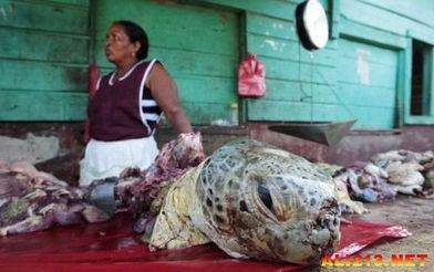 尼加拉瓜吃海龟怎么吃的,揭秘海龟美食的烹饪艺术