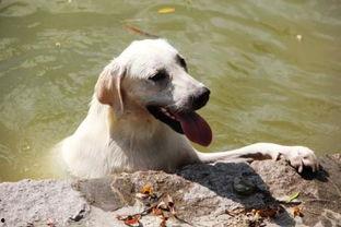 狗乐意吃哈密瓜,揭秘狗狗的独特口味