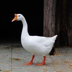 吃瓜鹅技巧教学,轻松掌握校园八卦，成为校园风云人物