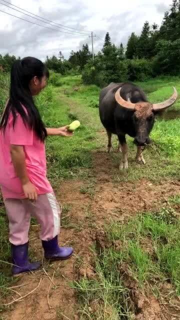 牛吃不吃瓜,探寻牛的饮食习惯之谜