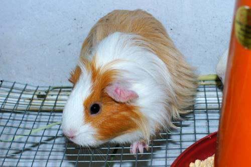 豚鼠吃角瓜嘛,揭秘角瓜在它们餐桌上的地位