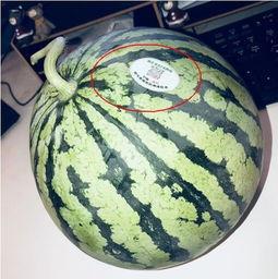 盐城网红吃瓜,揭秘幕后故事与热门话题