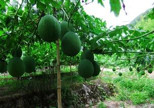 吊瓜可以吃不,天然美食的绿色馈赠